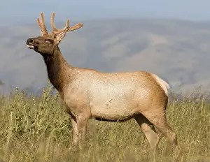 Antlers Prints: Tule Elk Buck at Tomales Point