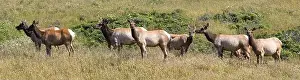 Point Reyes Prints: Tule Elk Cow Herd at Tomales Point, Point Reyes National Seashore, California