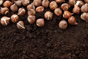 Fertile Prints: Tulip bulbs on ground background, copy space