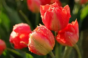 Tulip field in The Netherlands, colorful tulip fields in Flevoland Noordoostpolder Holland