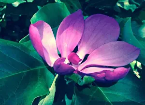 Magnolia Prints: Tulip magnolia in in purple and green, through filter