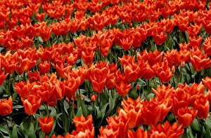Washington State Prints: Tulips field, Skagit Valley, Mount Vernon, Washington state