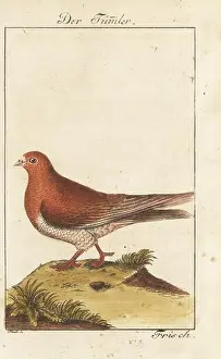 Enlightenment Prints: Tumbler pigeon, Columba livia, breed of fancy pigeon known for tumbling