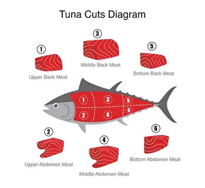 Eatery Prints: Tuna fish cuts diagram, vector illustration