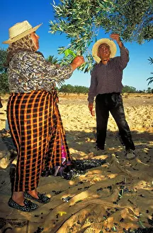 Robe Prints: Tunisia Kerkennah Islands olive harvesting woman in typical colorful robe
