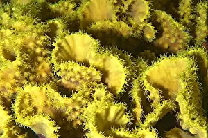 Subaquatic Prints: Turbinaria mesenterina - yellow waver coral close-up