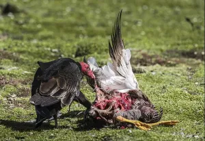 Accipitridae Prints: Turkey Vulture (Cathartes aura) on the carcass of a Magellanic Goose (Chloephaga picta)