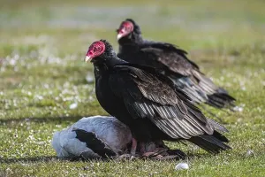 Aquatic Birds Prints: Turkey Vulture (Cathartes aura) on the carcass of a Magellanic Goose (Chloephaga picta)