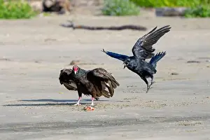 Corvus Corax Prints: A turkey vulture (Cathartes aura) defends its catch from a common raven (Corvus corax) on the beach in Waldport