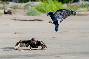 Corvus Corax Prints: A turkey vulture (Cathartes aura) defends its find from a common raven (Corvus corax) on the beach in Waldport