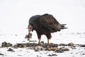 South Atlantic Prints: Turkey Vulture (Cathartes aura) feeding on a beach