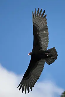 Birds Of Prey Prints: Turkey vulture in the flight, Cathartes aura