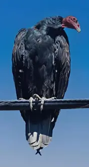 Bay Area Prints: Turkey Vulture perched on Electric Wire. Lucas Valley, Marin County, California, USA