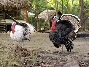 Spotting Prints: Two turkeys together on a field at the Philippines 22.2.2017