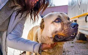 Collar Prints: A Turkish girl hugs an Anatolian shepherd dog (sivas kangal)
