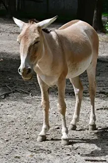 Equus Prints: Turkmenian kulan, Transcaspian wild ass