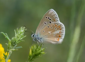 Butterflies Prints: Turquoise blue butterfly (Polyommatus dorylas or Plebicula dorylas) on yellow wildflowers in southern greece