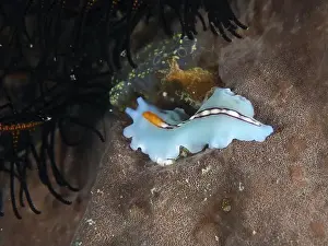 Water Snails Prints: Turquoise-coloured racing stripe whirlpool worm (Pseudoceros bifurcus) with orange accents on corals