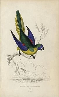 Images Dated 12th December 2023: Turquoise parrot, Neophema pulchella. Turkosine parrakeet, Psittacus pulchellus