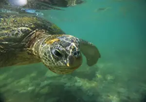 Vulnerable Prints: Turtle