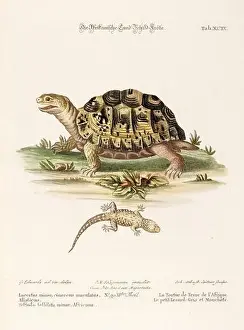 Gecko Prints: Turtle illustration - Antique plate of the dutch book: Collection of foreign and rare birds