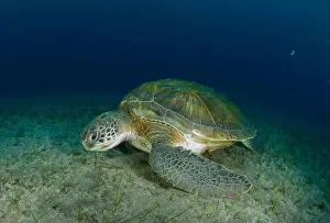 Immersion Prints: Turtle placidly eating in the underwater meadow at the bottom of the sea