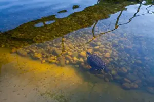 Wildlife Observation Prints: A turtle swims in clear water with visible rocks and sand on the bottom