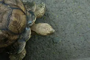 Scaled Prints: Turtles and daily activities