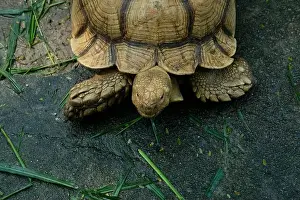 Scaled Prints: Turtles and daily activities
