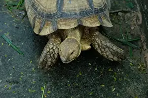 Scaled Prints: Turtles and daily activities