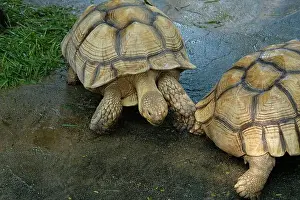 Scaled Prints: Turtles and daily activities