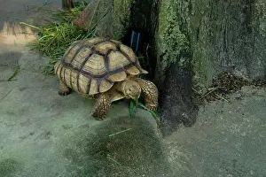 Scaled Prints: Turtles and daily activities