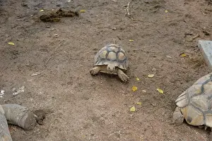 Scaled Prints: Turtles and daily activities
