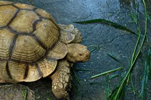Turtles and daily activities