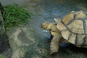 Scaled Prints: Turtles and daily activities