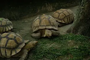 Scaled Prints: Turtles and daily activities