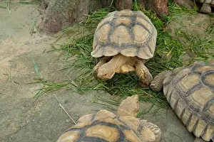 Scaled Prints: Turtles and daily activities