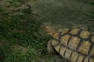 Scaled Prints: Turtles and daily activities