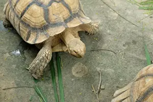 Scaled Prints: Turtles and daily activities