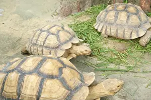 Scaled Prints: Turtles and daily activities