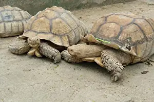 Scaled Prints: Turtles and daily activities