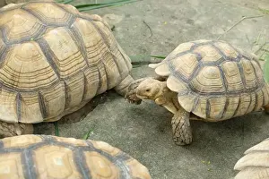 Scaled Prints: Turtles and daily activities