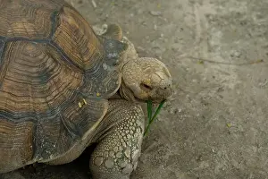 Scaled Prints: Turtles and daily activities