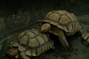 Scaled Prints: Turtles and daily activities