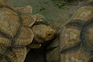 Scaled Prints: Turtles and daily activities