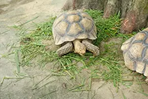 Scaled Prints: Turtles and daily activities