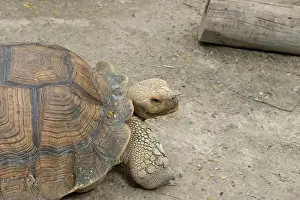 Scaled Prints: Turtles and daily activities
