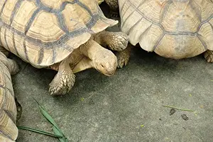 Turtles Prints: Turtles and daily activities
