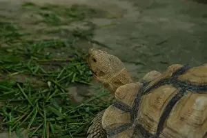 Turtles Prints: Turtles and daily activities