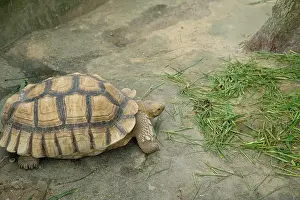 Turtles Prints: Turtles and daily activities